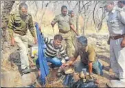  ?? HT PHOTO ?? Forest officials and WII create a temporary water body for intensive camera trapping in Sariska Tiger Reserve, Alwar.