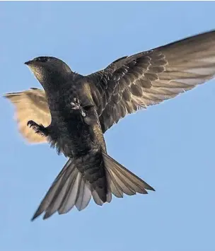  ??  ?? Up in the air Swifts migrate as much as 7000 miles