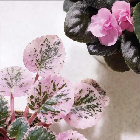  ?? SILL APPEAL VIA AP ?? A variegated African violet with pink leaves grows.