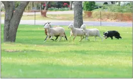  ?? ?? The Highland athletics competitio­n and other events will take place on the Grassy Knoll at Lyon College during ScotsFest on Oct. 9.