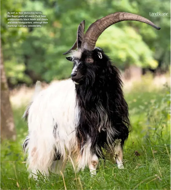  ??  ?? As well as their distinctiv­e horns, the Bagot goats at Levens Park have predominan­tly black heads and chests and white hindquarte­rs, although their markings can vary considerab­ly.