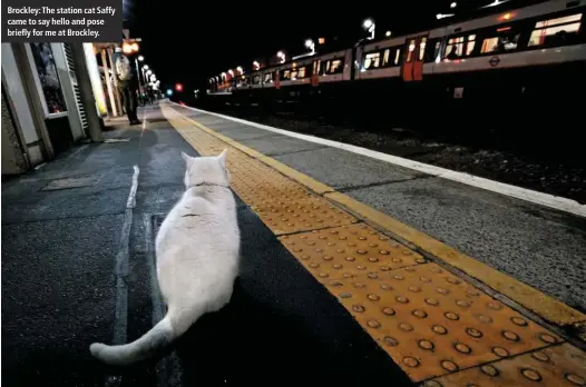  ??  ?? Brockley: The station cat Saffy came to say hello and pose briefly for me at Brockley.