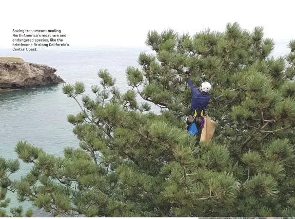  ??  ?? Saving trees means scaling North America's most rare and endangered species, like the bristlecon­e fir along California's Central Coast.