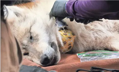  ?? PHOTOS BY DEBRA KROL/THE REPUBLIC ?? A biologist replaces the battery on a 1-year-old wolf pup’s radio collar. The animal was examined for general health Feb. 1 near Alpine during the annual count of Mexican gray wolves in the Apache National Forest.
