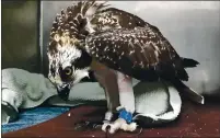  ??  ?? An avian surgeon put a splint on Tam’s leg following surgery on Friday. Tam, who was injured on July 5, has been receiving food, medication­s and antibiotic­s at WildCare in San Rafael.