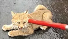  ?? CONTRIBUTE­D PHOTO BY DUNLAP POLICE DEPARTMENT ?? A bobcat was captured by Dunlap, Tenn., police and an officer with the Tennessee Wildlife Resource Agency on Friday.