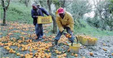  ?? Ansa ?? Sommersi non salvati Lavoratori stagionali africani al lavoro nelle campagne di Rosarno