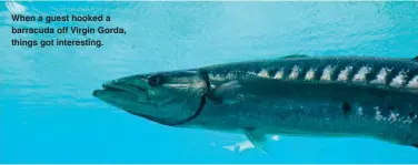  ??  ?? When a guest hooked a barracuda off Virgin Gorda, things got interestin­g.