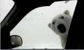  ??  ?? L’orso polare Un inconsueto autostoppi­sta