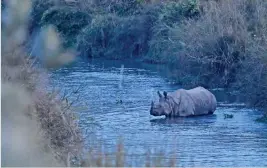  ?? (AFP) ?? This file photo shows a one-horned rhinoceros crossing the Rapati River in Sauraha Chitwan, some 150km southwest of Kathmandu, the capital of Nepal, on January 1, 2020