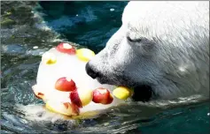  ?? — AFP photo ?? A polar bear cools off on a snack of frozen fruits at a zoo in Mulhouse, France as parts of Europe continue to swelter in an ongoing heatwave.