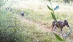  ??  ?? Une louve et ses louveteaux sur la commune des Mujouls : un spectacle rare capturé par les caméras de l’OFB. (Photos OFB)