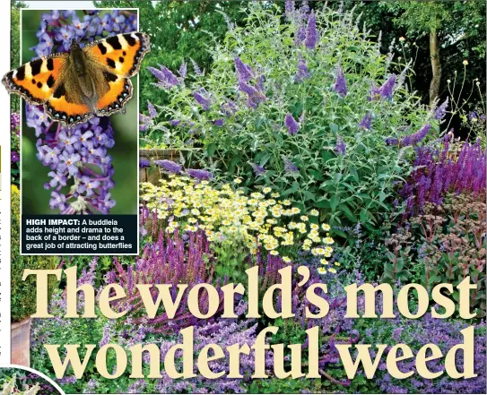  ??  ?? HIGH IMPACT: A buddleia adds height and drama to the back of a border – and does a great job of attracting butterflie­s