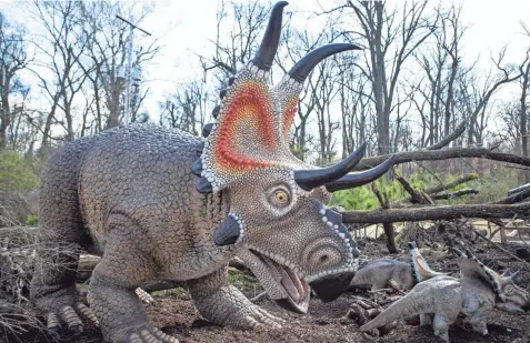  ?? ARIEL COBBERT/ THE COMMERCIAL APPEAL ?? A Diablocera­tops greets visitors at the Memphis Zoo’s “Dinosaurs” exhibit on Feb. 28.