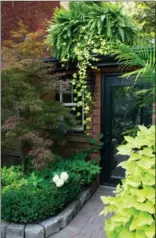  ??  ?? The back wall of the garage gains status with a new door and window, and a Japanese maple for all-season interest. Even the roof becomes a home to ferns and ivy.