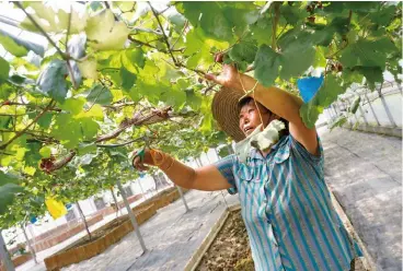  ?? 賴永祥攝 ?? 敏實創辦人秦榮華非常­重視員工健康，經營500畝的有機農­場，種植100多種蔬果與­養雞鴨羊鵝，供給員工食堂。（圖為嘉興市八福農場）