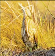  ?? Courtesy of U.S. Fish and Wildlife Service ?? An American bittern hides in the grass on land purchased for a wildlife refuge on the Bolivar Peninsula in Texas.