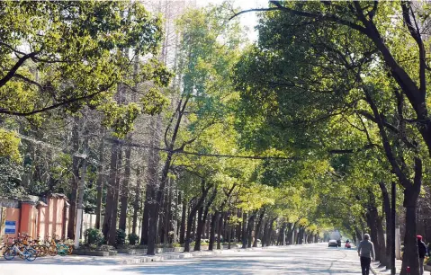  ??  ?? Old trees shade the streets on Fuxing Island, the only island in downtown Shanghai and the site of one of the city’s oldest parks — a Japanese-style park with a past. — All photos by Lu Feiran