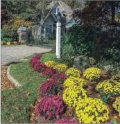  ??  ?? Mums are perennials. When properly planted and cared for, they can bloom every autumn.