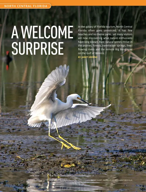  ??  ?? SNOWY EGRET, WAKULLA COUNTY • VISIT WAKULLA