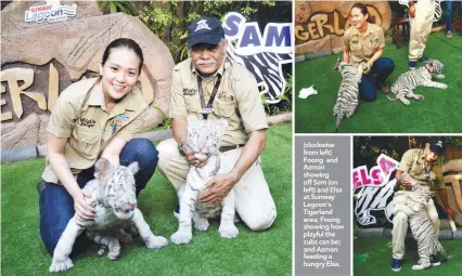  ??  ?? (clockwise from left) Foong and Azman showing off Sam (on left) and Elsa at Sunway Lagoon’s Tigerland area; Foong showing how playful the cubs can be; and Azman feeding a hungry Elsa.