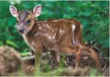  ??  ?? Young muntjac deer suffer high mortality rates