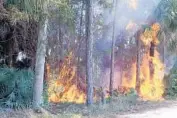  ?? JON WAY/CORRESPOND­ENT ?? A wildfire destroys trees in Greenacres in 2014. The Florida Forest Service wants the public to keep an eye out for possible arsonists, who cause more wildfires than does lightning.