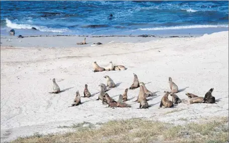  ?? Photograph­s by Brian van der Brug
Los Angeles Times ?? FOR SEVERAL months beginning in December and continuing into spring, San Nicolas Island is a breeding ground for tens of thousands of California sea lions, elephant seals and harbor seals. Despite the recent deaths, the California sea lion population...