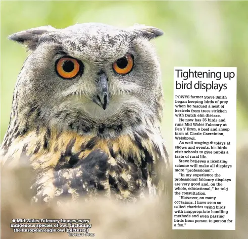  ??  ?? ● Mid Wales Falconry houses every indigenous species of owl, including the European eagle owl (pictured)