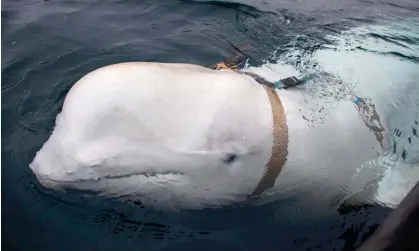 ?? Norwegian Directorat/AFP/Getty Images ?? An April 2019 photo showing the beluga whale, which Norwegians nicknamed Hvaldimir. Photograph: Jorgen Ree Wiig/NTB Scanpix/