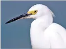  ?? COURTESY PHOTO ?? The snowy egret.