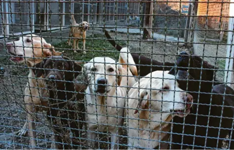  ?? Foto: Norbert Eibel ?? Das Hunde-Drama in der Gemeinde Königsmoos sorgte Ende des Jahres für Entsetzen. Es machte sogar bundesweit Schlagzeil­en und wurde in der RTL-Sendung „stern tv“thematisie­rt. Die Tiere wurden auf die Tierheime in der Region verteilt.