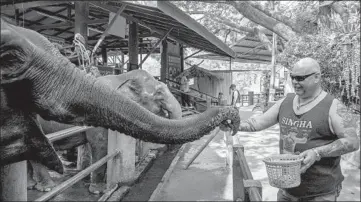  ?? ADAM DEAN/THE NEW YORK TIMES ?? An elephant is given bananas and sugar cane March 22 at Maetaeng Elephant Park north of Chiang Mai, Thailand.