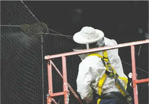  ?? MATT YORK / THE ASSOCIATED PRESS ?? Bee keeper Matt Hilton removes a swarm of bees gathered on the net behind home plate Tuesday that delayed
the start of a game between the Los Angeles Dodgers and Arizona Diamondbac­ks in Phoenix.