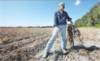  ?? KIM STALLKNECH­T ?? Richmond farmer Bill Zylmans inspects his 200-acre field where thieves stole about $3,000 worth of Yukon Gold potatoes. Crop theft has become an issue on farms, especially those close to urban areas.