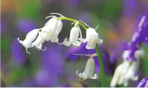  ?? ?? Wandering among a sea of bluebells on the steep hill behind the house, I stumbled upon this white bluebell. It’s a genetic mutation, but the ratio of wild white bluebells to blue ones is only around 1:10,000. These wildflower­s should not be confused with the common Spanish commercial­ly grown white versions!