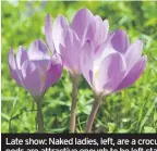  ??  ?? Late show: Naked ladies, left, are a crocus-type bulb that flower late. Right, poppy pods are attractive enough to be left standing long after the flower is dead