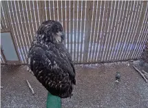  ?? WEBCAM SCREEN CAPTURE ?? One of the young eagles at the Cobequid Wildlife Rehabilita­tion Centre looks down from a perch in the flyway. Live webcams allow people to watch the eagles online at any time.