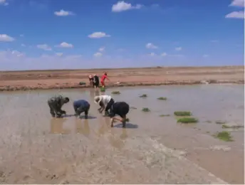  ??  ?? Members of a research team under agricultur­al scientist Yuan Longping transplant rice seedlings in Qaidam Basin in Qinghai Province, northwest China, on May 28