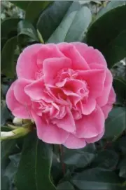  ?? THE HOME DEPOT VIA AP ?? This undated photo provided by The Home Depot shows camelia japonica, which yields a beautiful magenta/pink dye. Planting natural dye gardens is becoming a popular pursuit for those with green thumbs, as well as artists who work in various mediums.