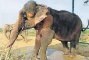  ?? HT PHOTO ?? Sita was rescued in 2015 and brought to the Elephant Conservati­on and Care Centre in Mathura.