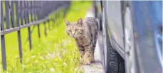  ?? FOTO: PIXABAY ?? Wenn Katzen im Freien unterwegs sind, werden Autos schnell zur Gefahr.