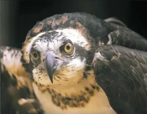  ?? Jim Cole/Associated Press ?? A captive osprey is seen at the Squam Lakes Natural Science Center in Holderness, N.H.