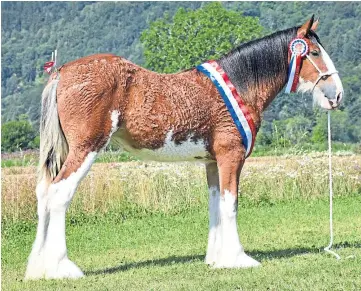  ?? ?? The Clydesdale champion Tulloes Jennifer, from Jim Greenhill, Tulloes, Forfar.