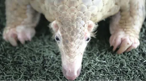  ?? AP ?? PANGOLINS are some of the world’s most endangered species because of the illegal trade in wildlife. Consumptio­n of wildlife and products has increased in many parts of the world. |