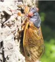  ?? MARTEN EDWARDS/CONTRIBUTE­D PHOTO ?? A group of 17-year periodical cicadas is set to emerge this year.