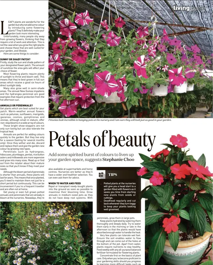  ??  ?? Petunias look incredible in hanging pots at the nursery and I am sure they will look just as good in your garden. Sparkly rice button asters dazzling in the sun. They are unfortunat­ely short-lived perennials that have limited a life span. New Guinea impatiens can only tolerate half a day of sun. The plant thrive in semi-shade areas.