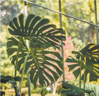  ??  ?? Monstera deliciosa growing in a greenhouse.