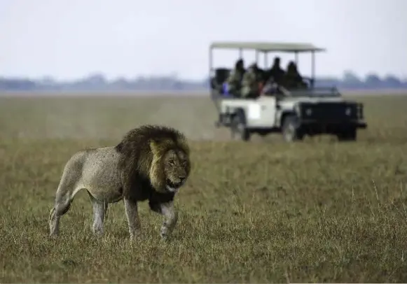 ?? WILDERNESS SAFARIS ?? A lion prowls near Shumba Camp in Zambia.