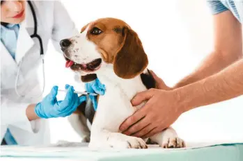  ?? FOTO ?? Según las condicione­s en las que viva la mascota, el médico veterinari­o determinar­á qué vacunas serán obligatori­as.